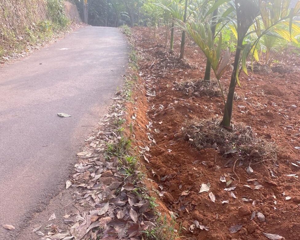പെരുമ്പടവത്ത്  പഞ്ചായത്ത് റോഡ് കൈയേറി സ്വകാര്യവ്യക്തിയുടെ കൃഷി.