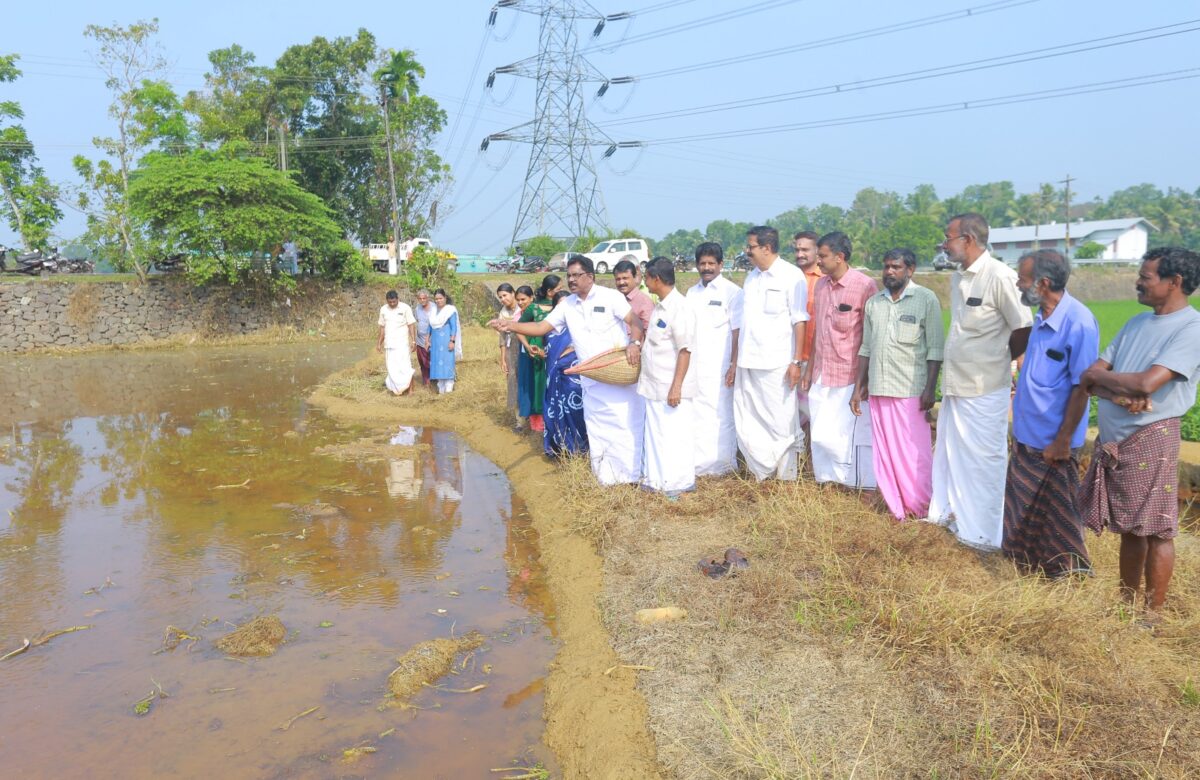 മണീടിൽ തരിശ്  പാടത്തെ നെൽകൃഷി വിത്തിടീൽ ഉദ്‌ഘാടനം  നടത്തി
