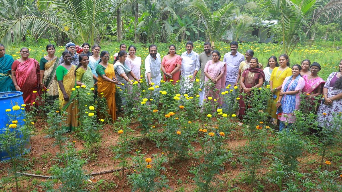 പിറവം നഗരസഭയിൽ ചെണ്ടുമല്ലിയുടെ പൂക്കാലം
