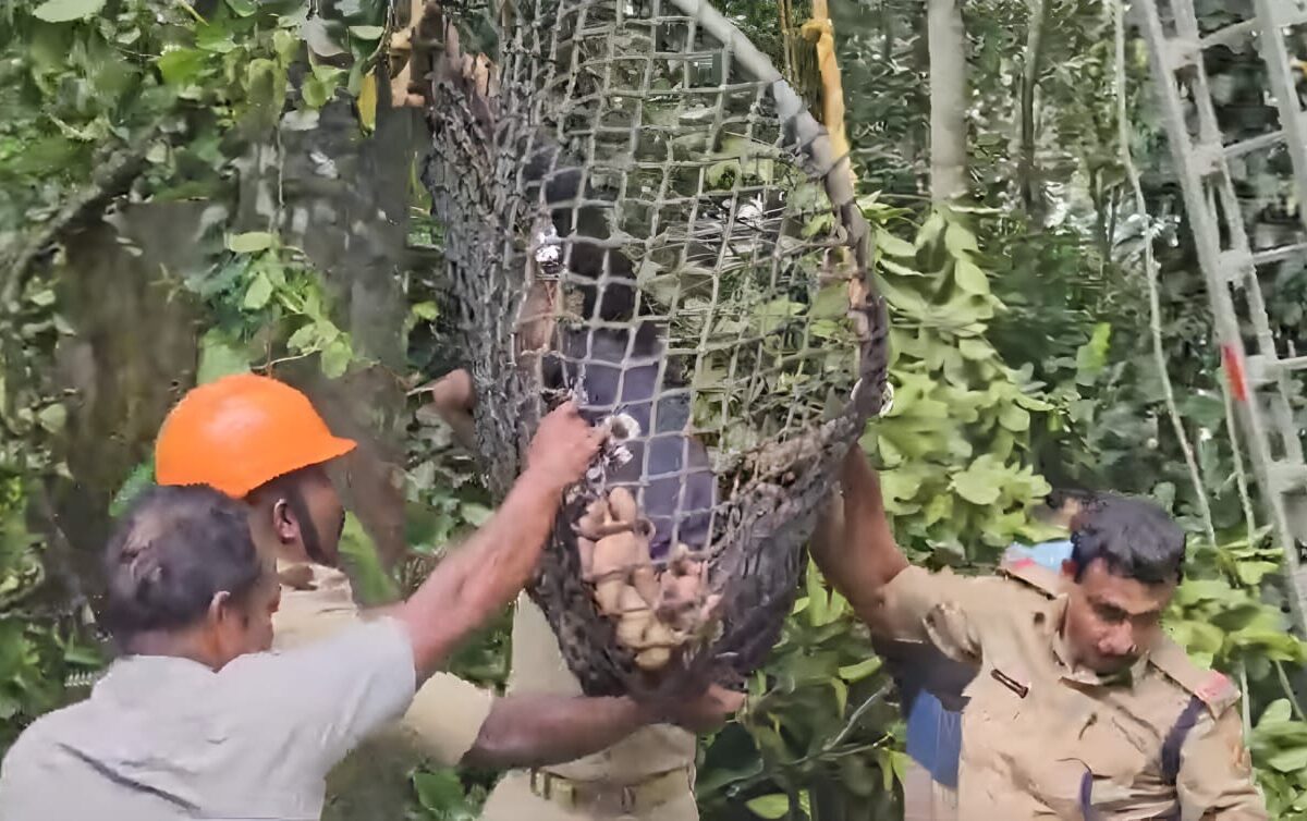 മരത്തിൽ കുടുങ്ങിയ അന്യസംസ്ഥാന തൊഴിലാളിക്ക് രക്ഷകരായി ഫയർ ആൻഡ് റെസ്ക്യൂ സേന എത്തി.