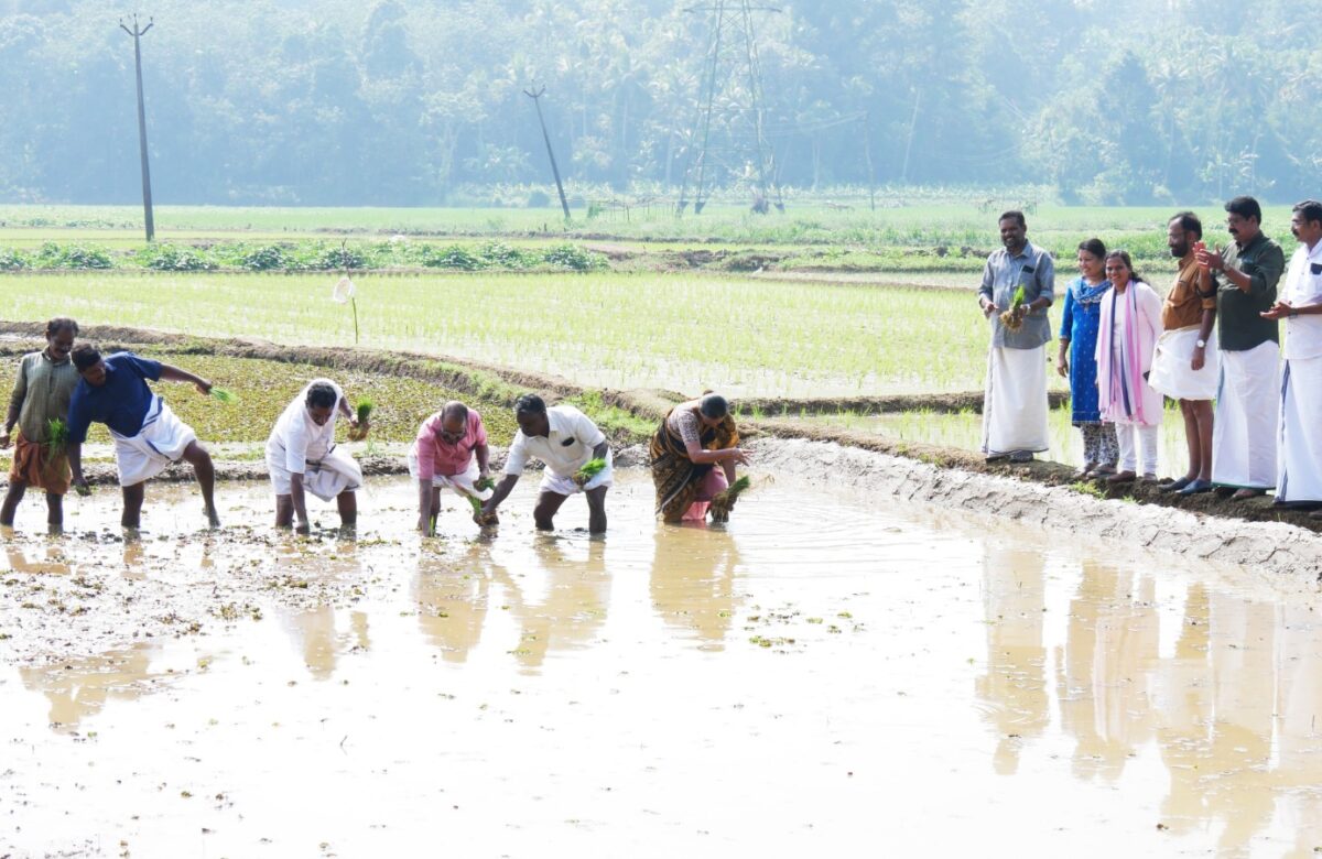 നെൽ കൃഷി കർഷകർക്ക് പ്രോത്സാഹനവുമായി പിറവം സർവ്വീസ് സഹകരണ ബാങ്ക്.