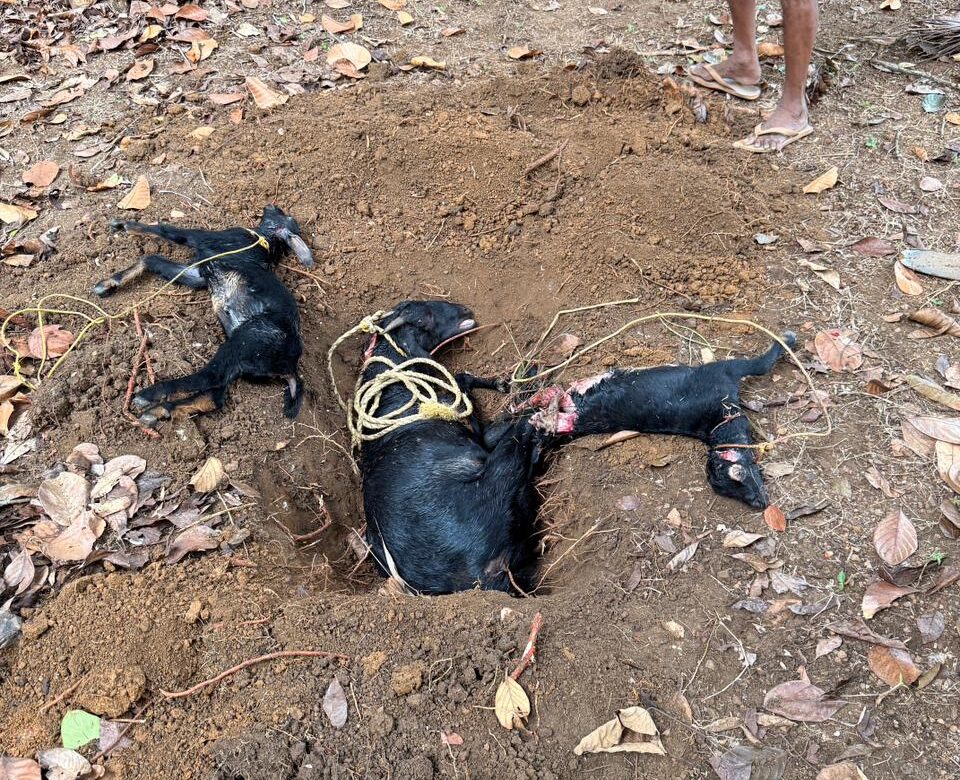 കൂട്ടമായെത്തിയ തെരുവുനായ്ക്കൾ പാടത്ത് കെട്ടിയിരുന്ന ആടുകളെ കടിച്ചുകൊന്നു