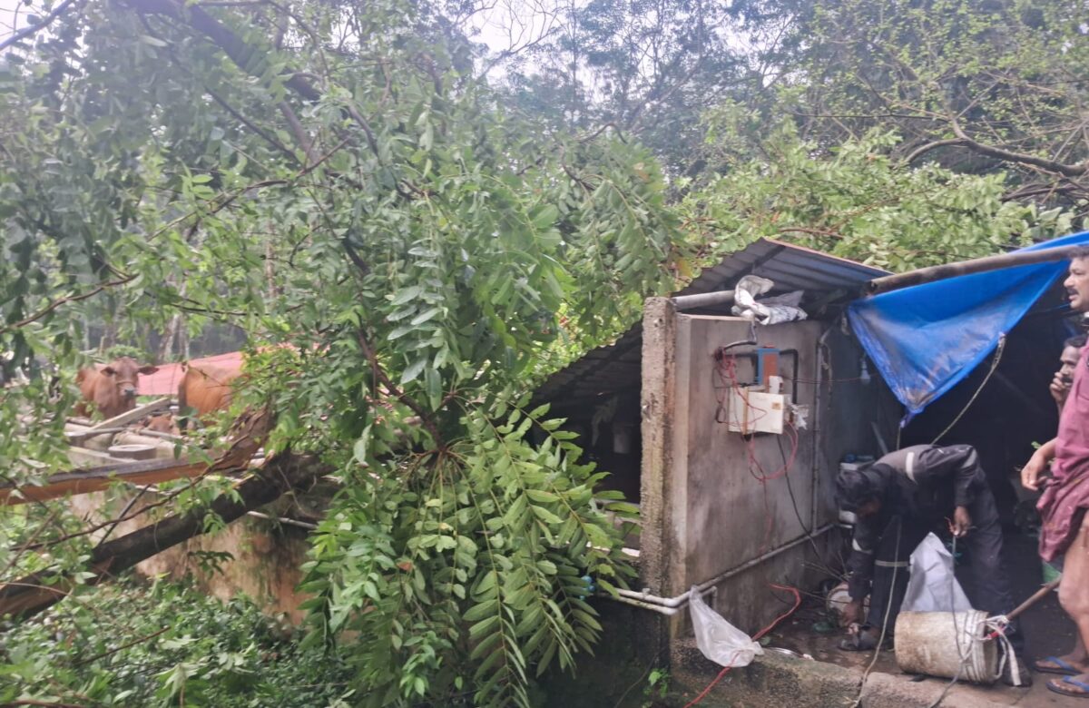 ശക്തമായ കാറ്റിലും മഴയിലും പിറവം നിയോജകമണ്ഡലത്തിൽ കനത്ത നാശം ; അടിയന്തര യോഗം ചേർന്നു