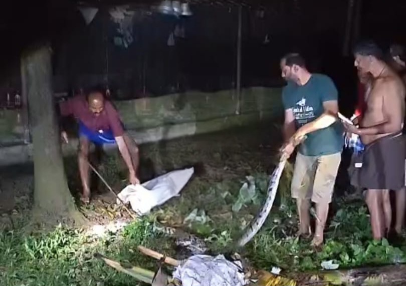 പെരുമ്പാമ്പിനെ നാട്ടുകാർ പിടികൂടി.